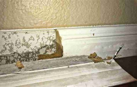 water leaking from baseboard|Water leaking from under baseboards through bathroom wall